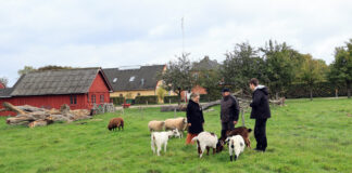 Fårefold på Grantoftegaard. To medarbejdere og en elev i front med fårene.
