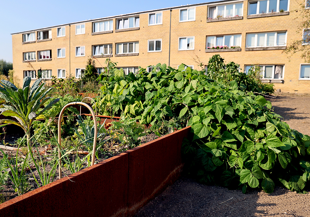 Billeder fra indvielse af haverne i Tingbjerg